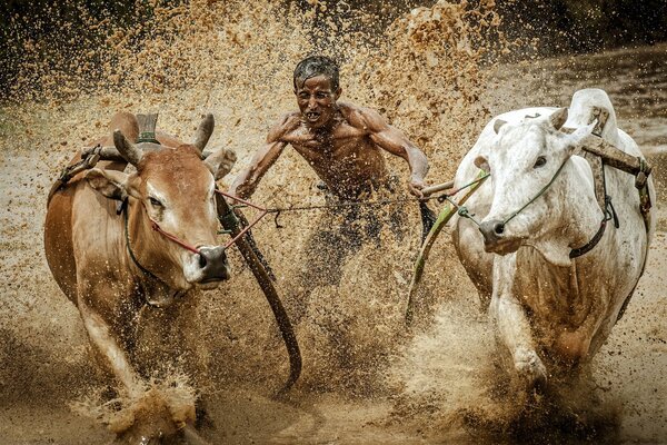 Man and bulls in the mud