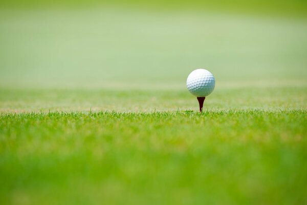 Pallina da golf sul prato verde