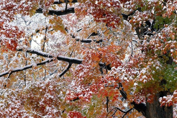 Herbstlaub unter dem ersten Schnee