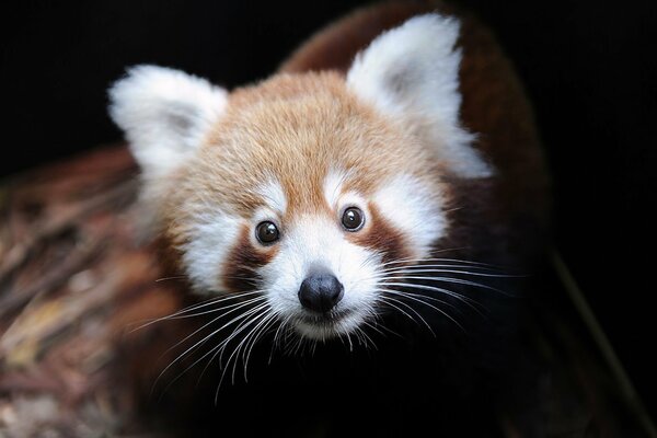 Petit et curieux Panda rouge