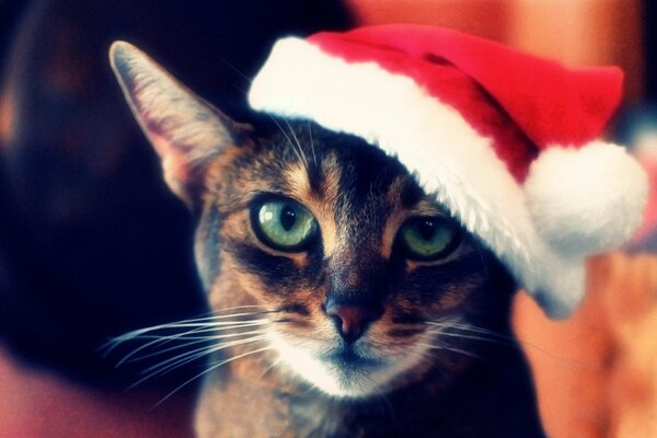 A green-eyed cat in a New Year s hat