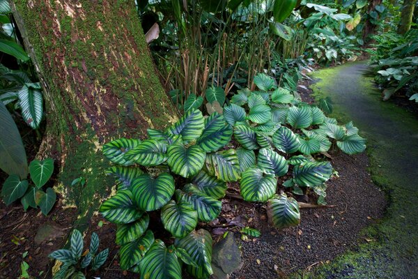 Garten und Natur in Hawaii