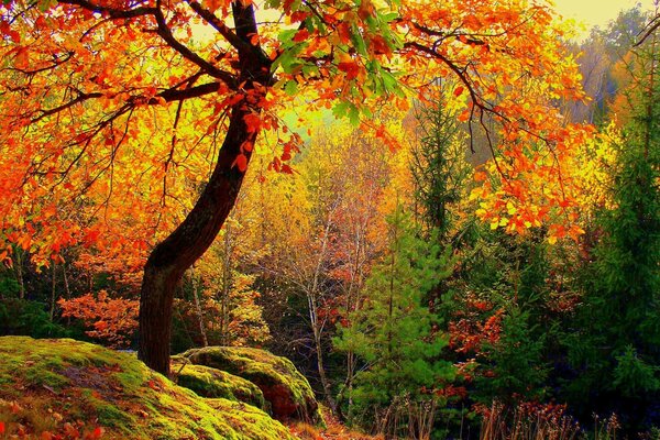 Landscape autumn , golden forest 