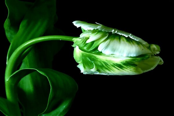 Unusual green tulip on a black background