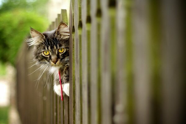 Schöne Katze beobachtet aufmerksam durch den Zaun