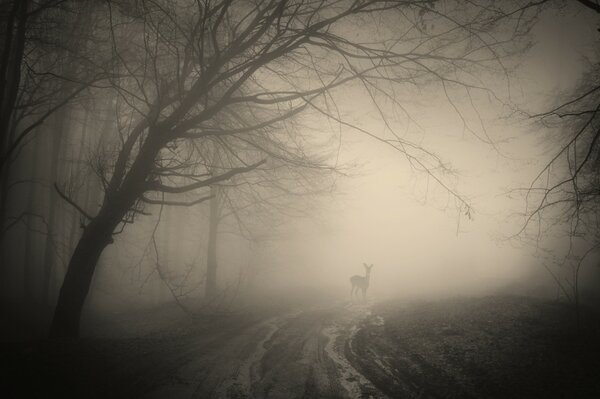 Route brumeuse et biche sur le chemin