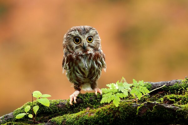 Le hibou a fait ses yeux