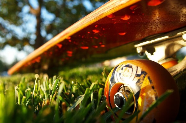 Macro photo of a skateboard on wet grass