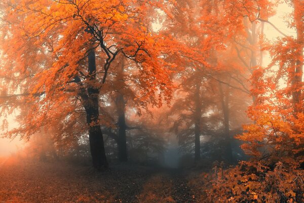 Hojas amarillas de otoño en un árbol alto