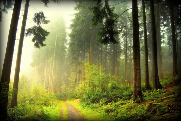 Un pintoresco camino en el bosque a través de la niebla