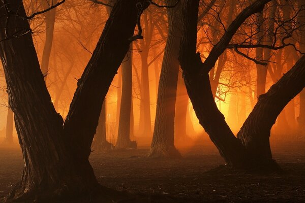 Nocny Park Miejski w świetle latarni