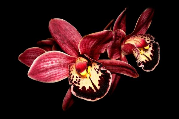 Orchidee rosse su sfondo nero