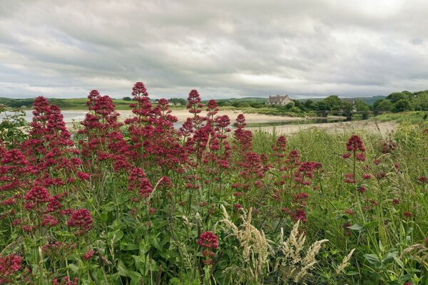 Schöne Wildblumen auf den Feldern von Antrim County Nordirland