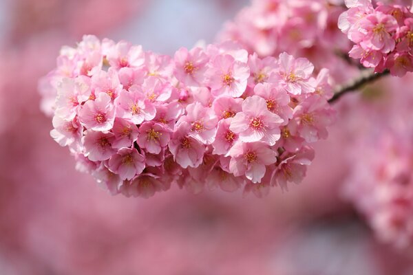 Rama de palo de rosa japonés