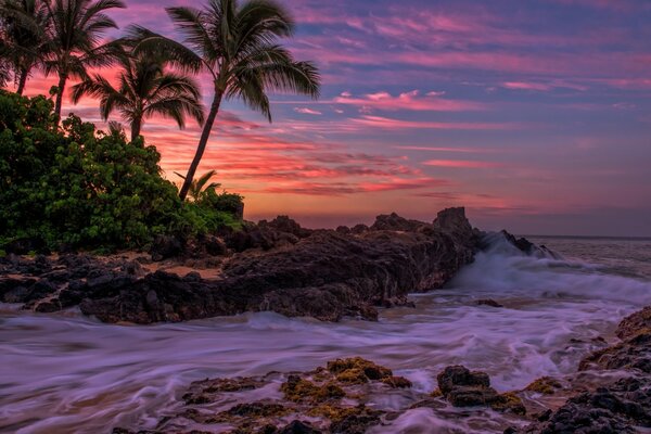 Tormenta nocturna agita palmeras tropicales