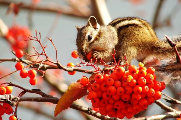 A chipmunk eats rowan berries on a branch