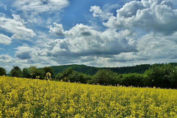 Beau paysage. Fleurs sauvages et le ciel avec des nuages