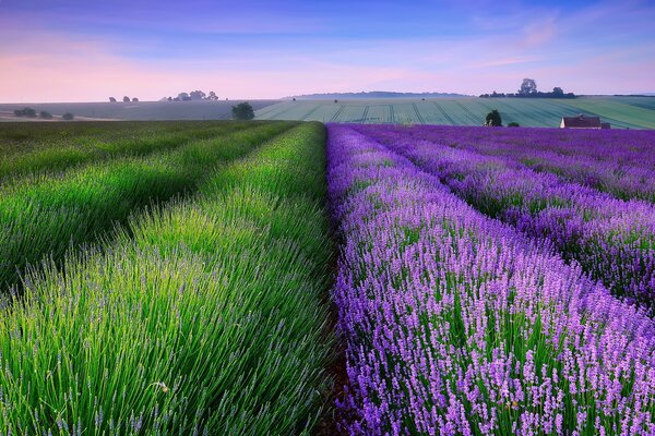 Campos de lavanda al atardecer en Inglaterra