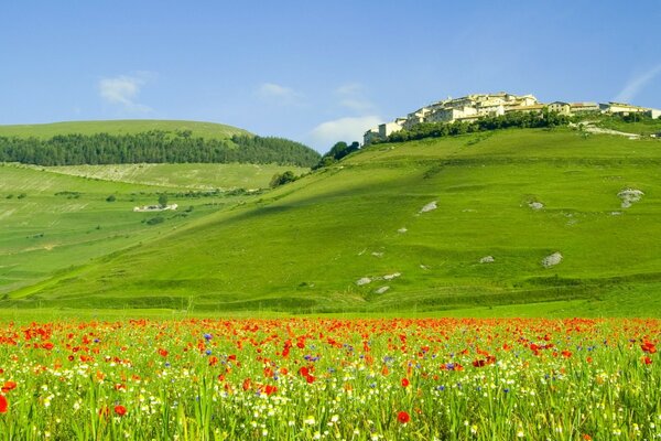 Champ avec des coquelicots dont la Toscane est en arrière-plan