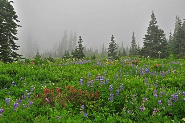 Purple lupines in a green park