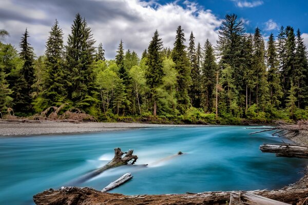 Landscape of the forest on the banks of the Washington State river