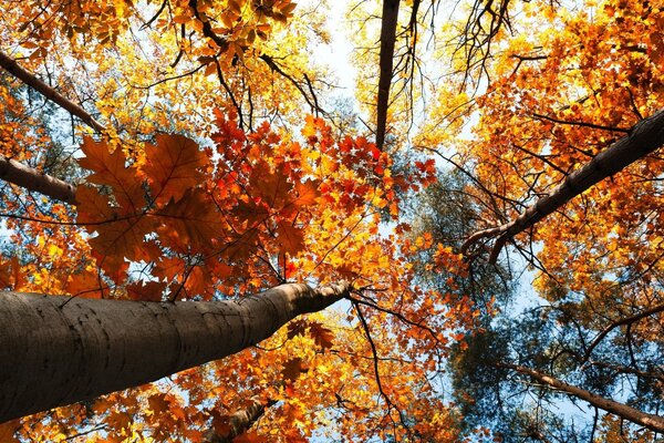 A look up from the inside at the autumn forest