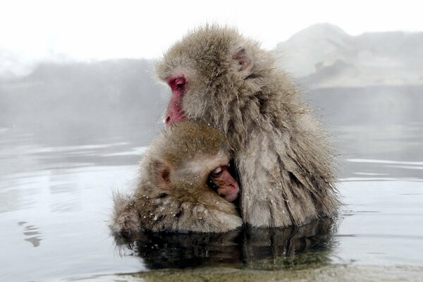 Bebé y mamá mono en el agua