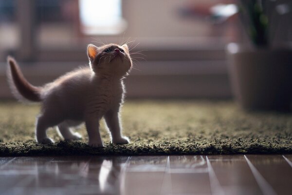 Little white kitten looks up