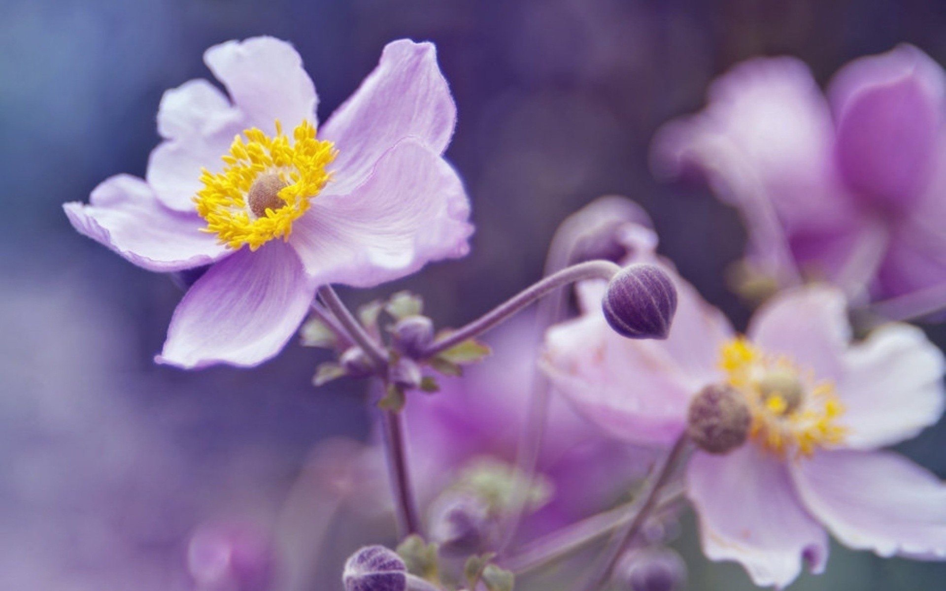 lilas fleurs flou