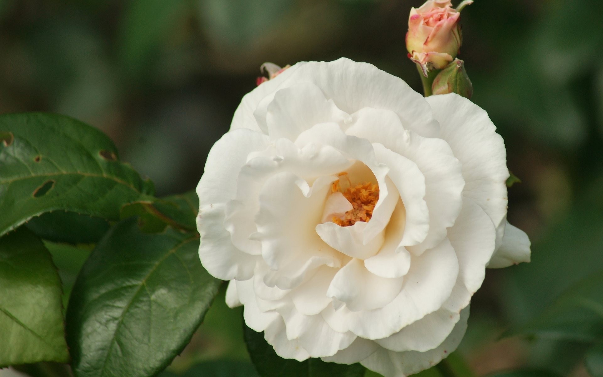 rose bud close up