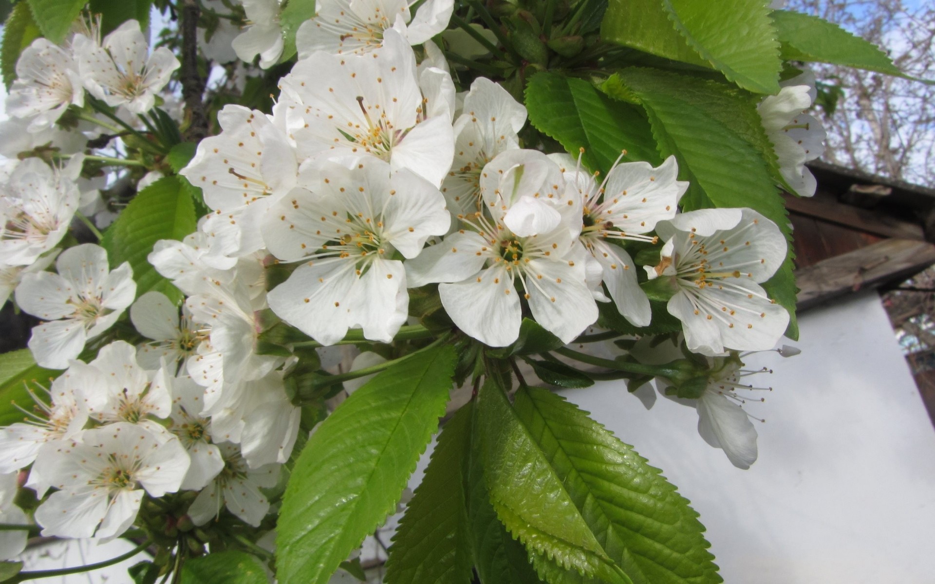 flores sakura primavera macro