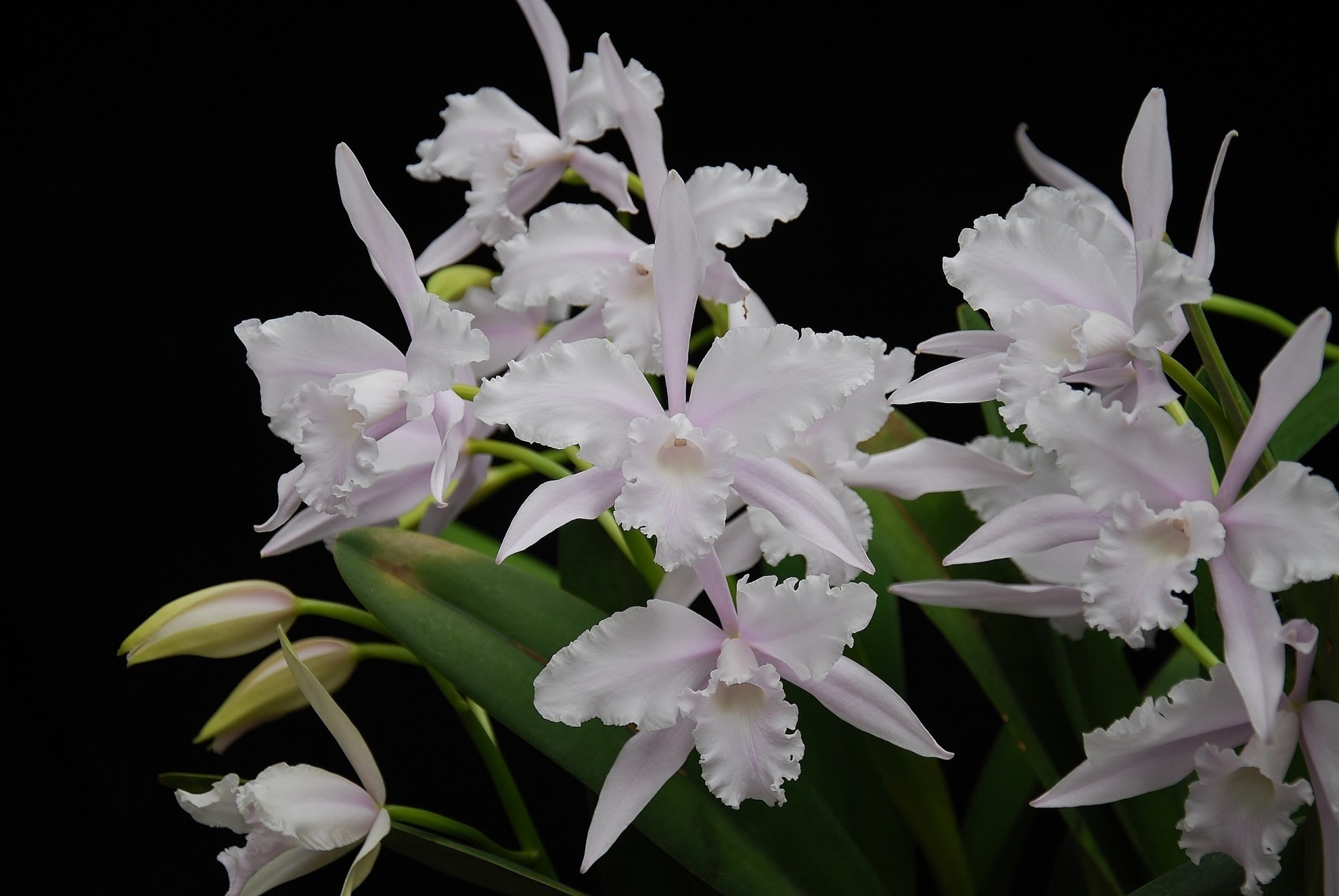 orchidées blanc