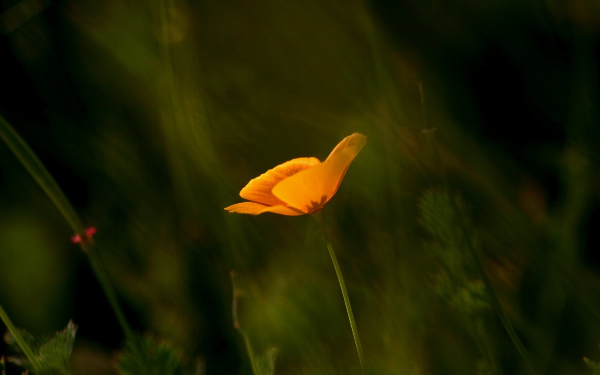 californie orange flou flou mac macro mise au point