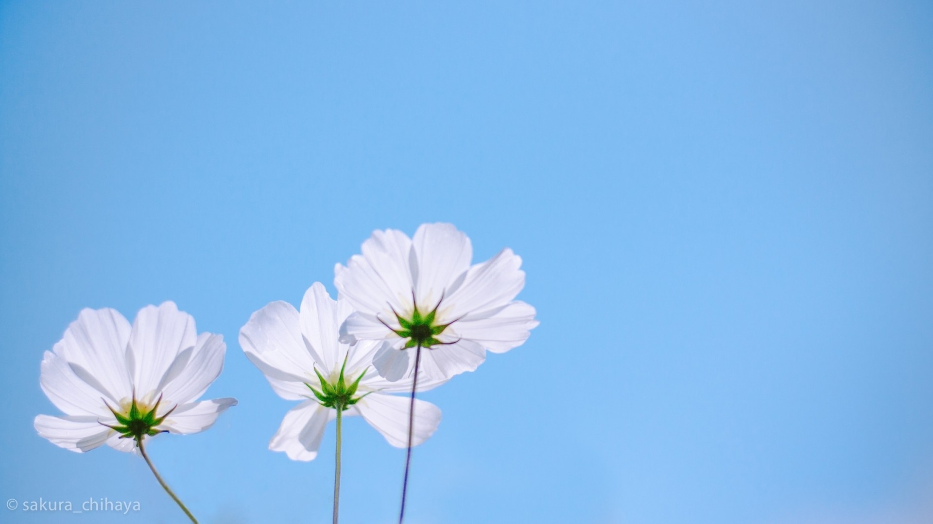 espacio flor