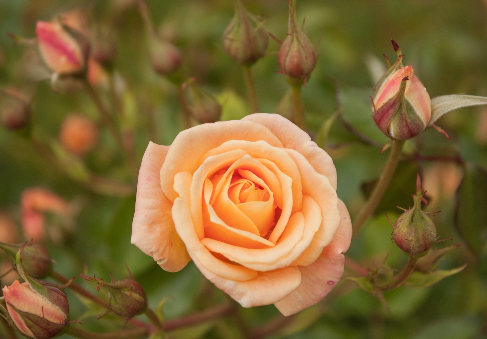 close up rose bud