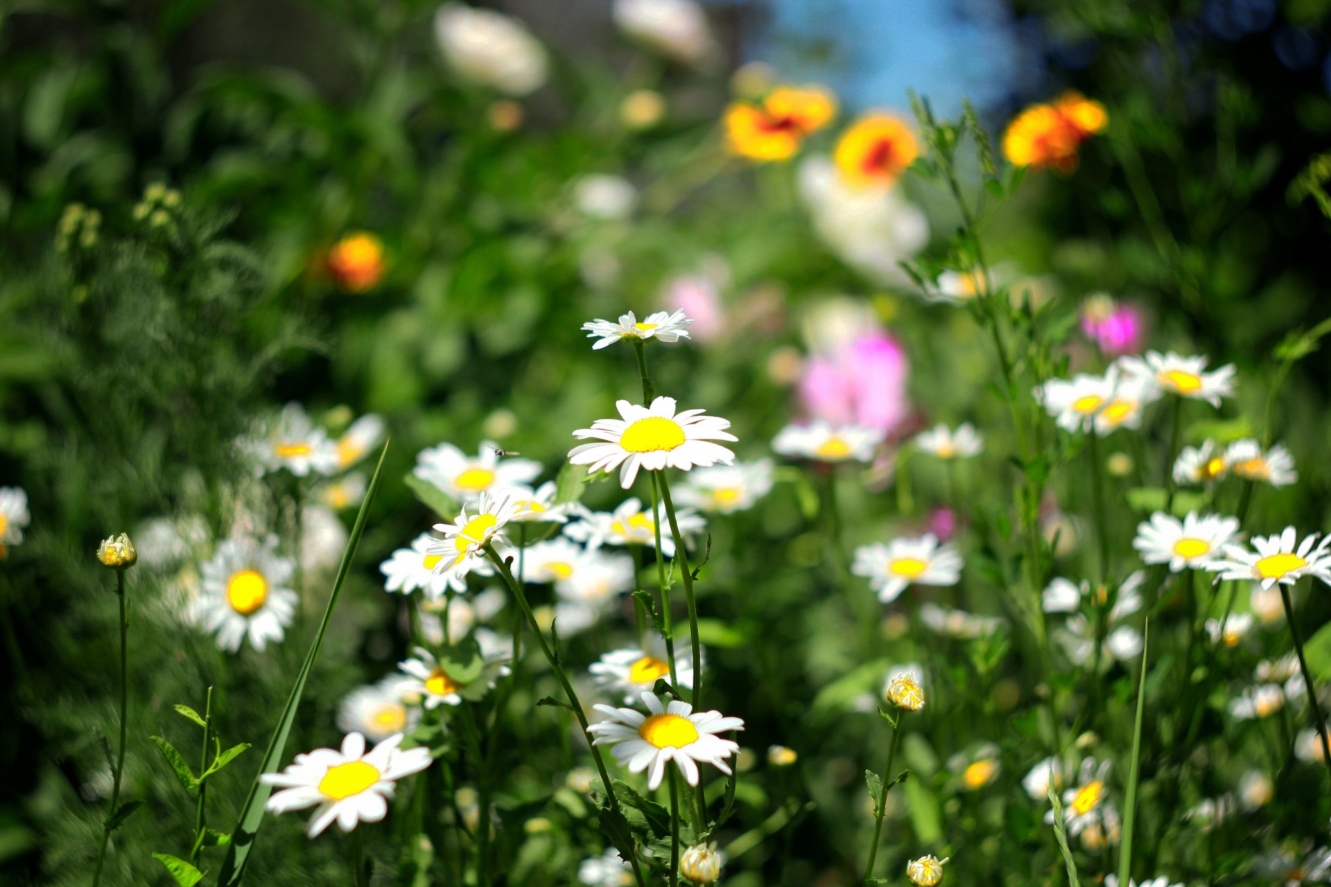 verdure marguerites herbe été fleurs papier peint champ