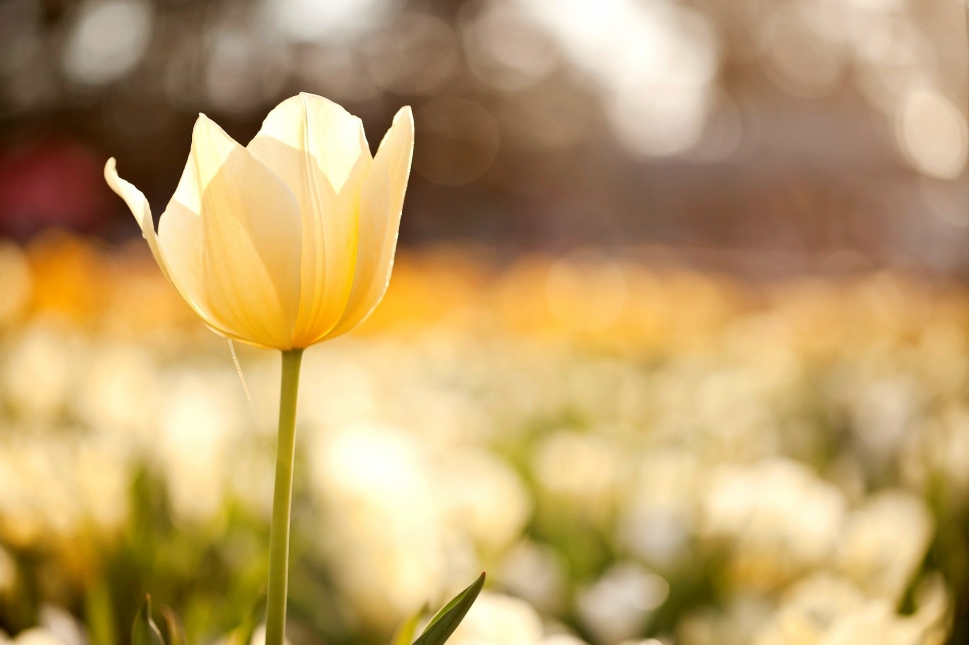 fleur tulipe nature bokeh fleurs flou jaune macro champ citron