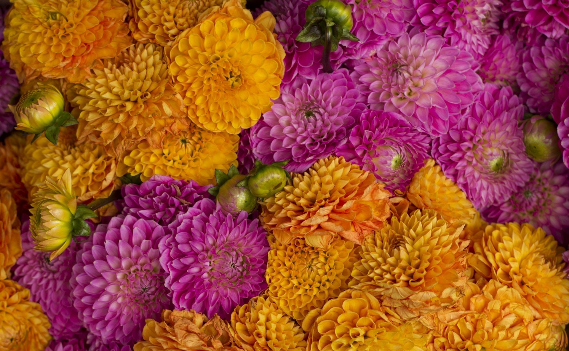 close up buds dahlia