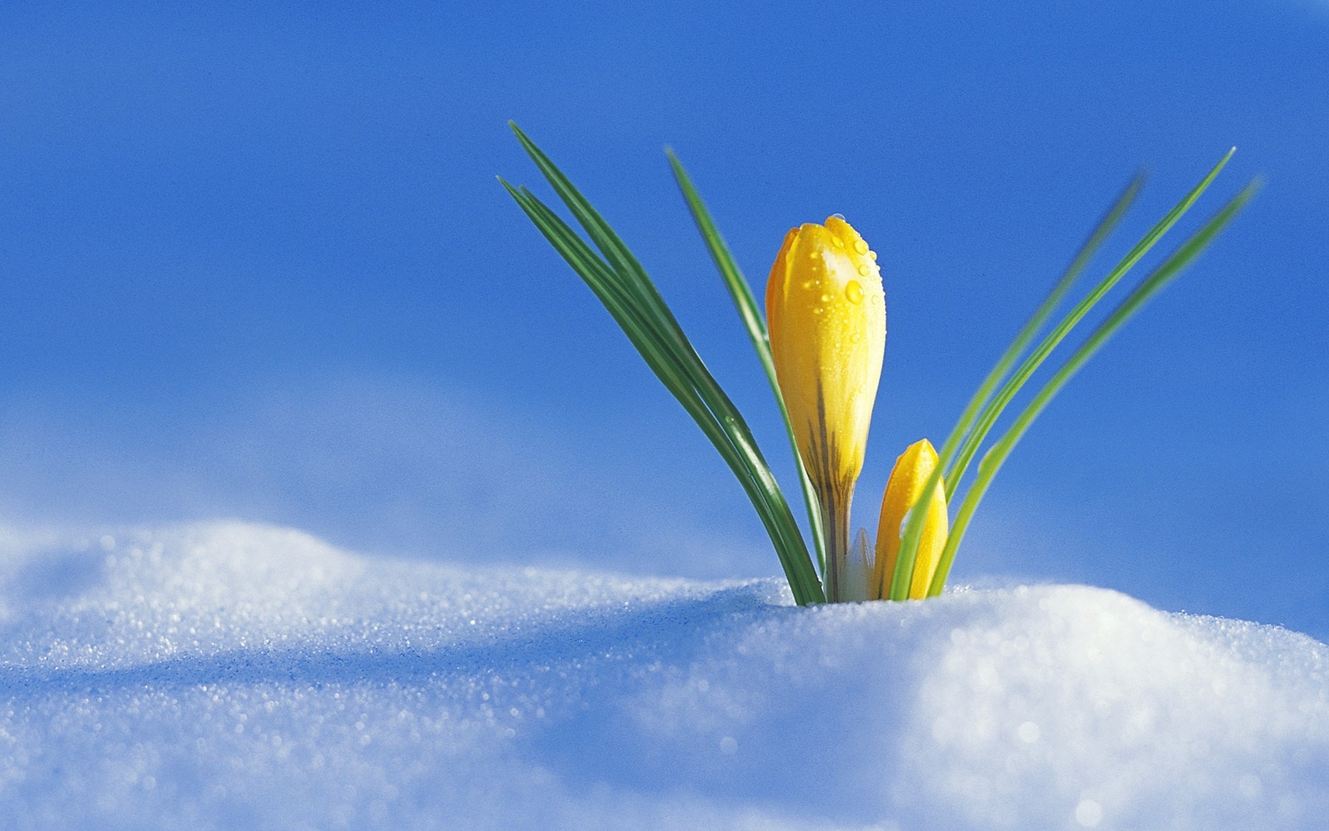 sonne lila schnee frühling primeln