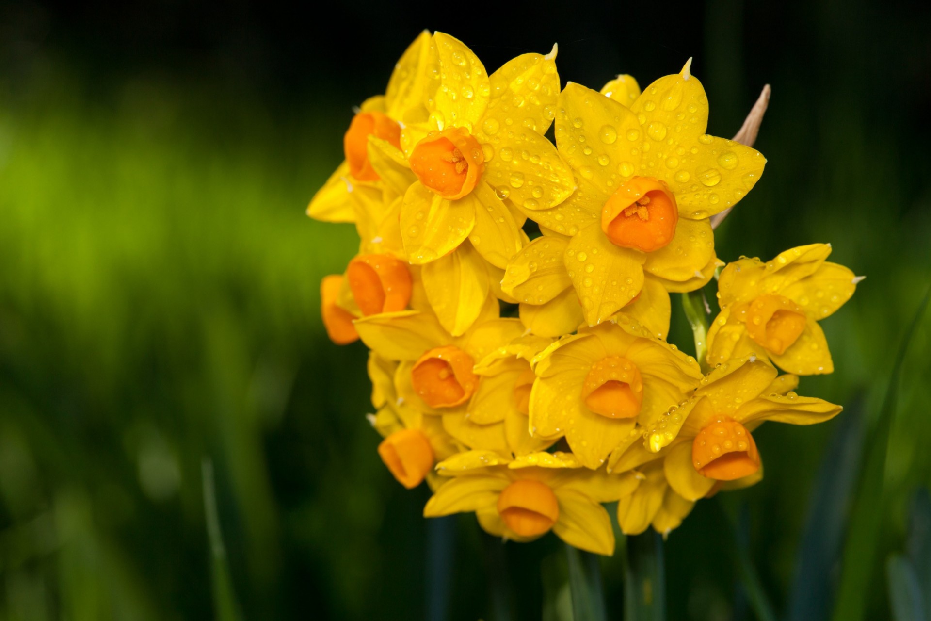 cade verde bouquet giallo sfocatura acqua narcisi bagnato petali