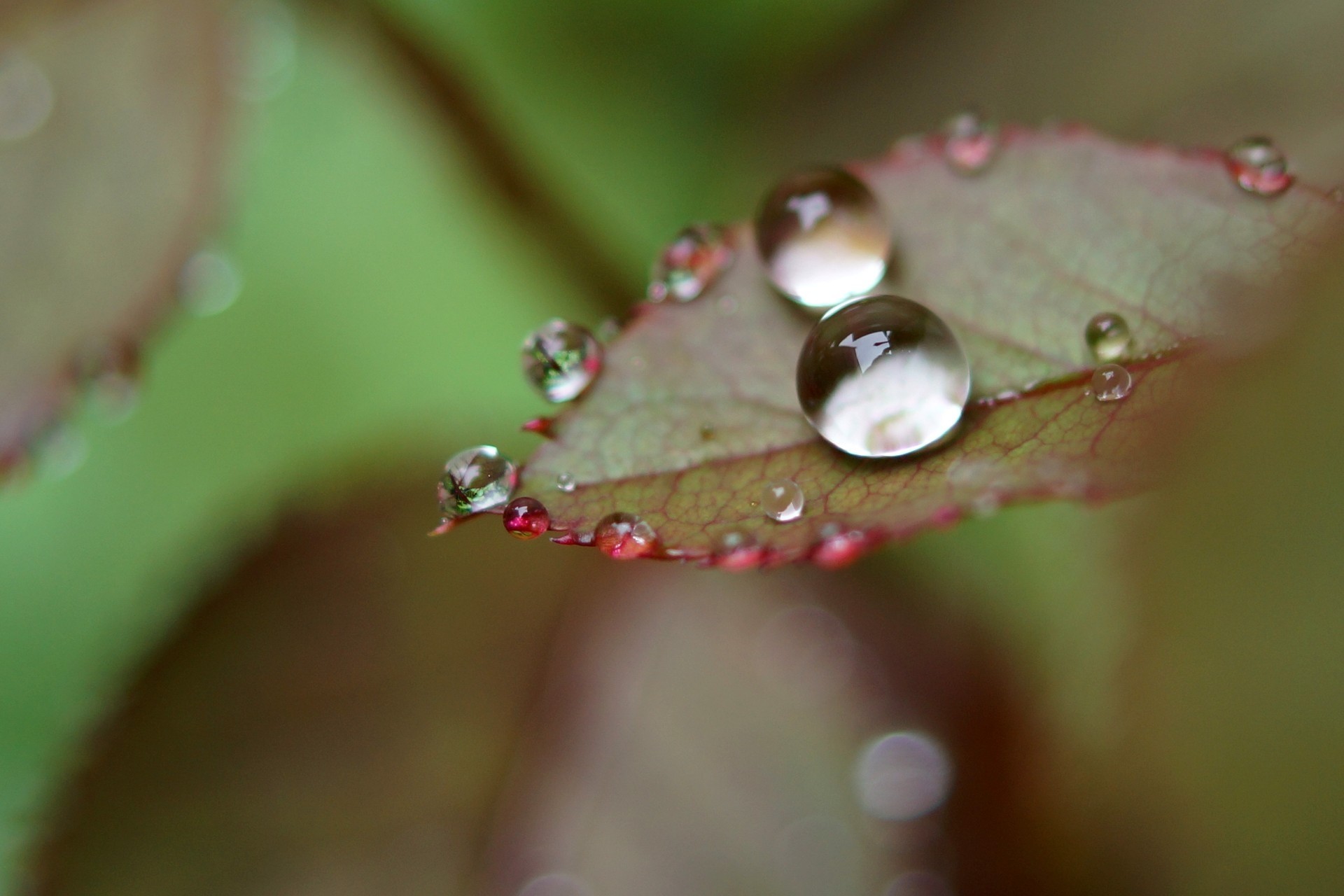 acqua goccia foglia