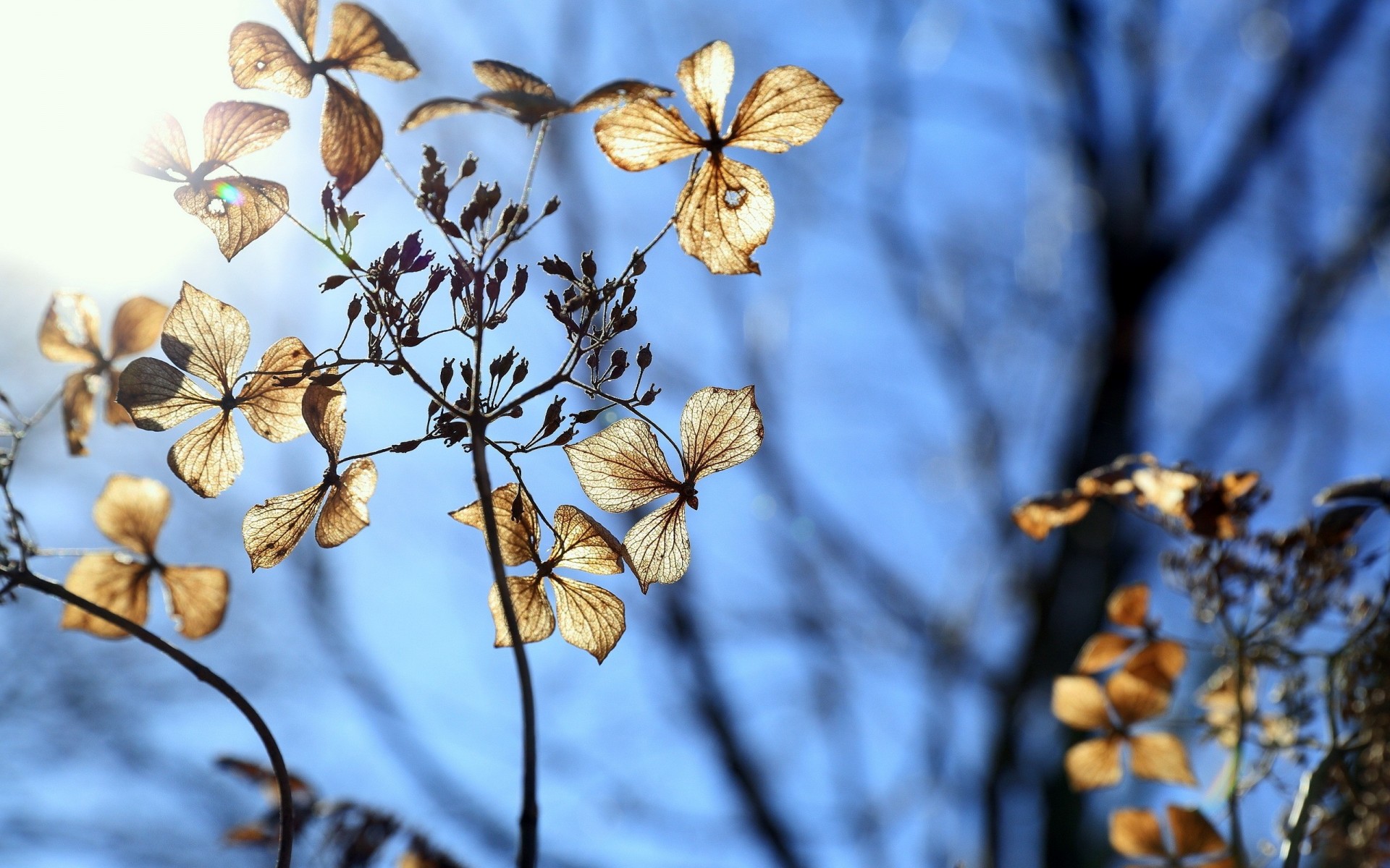 winter blue sky flower