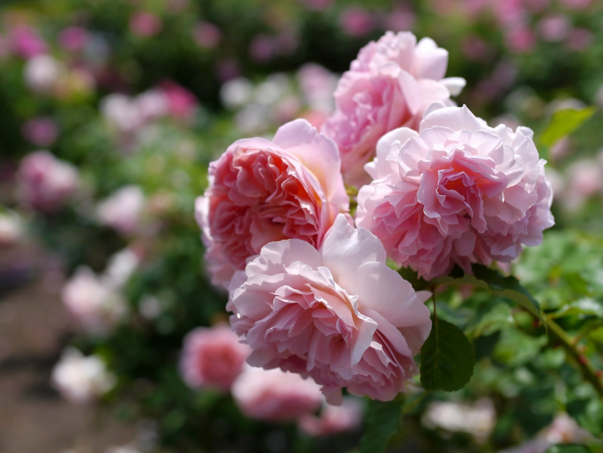 macro rosas rama