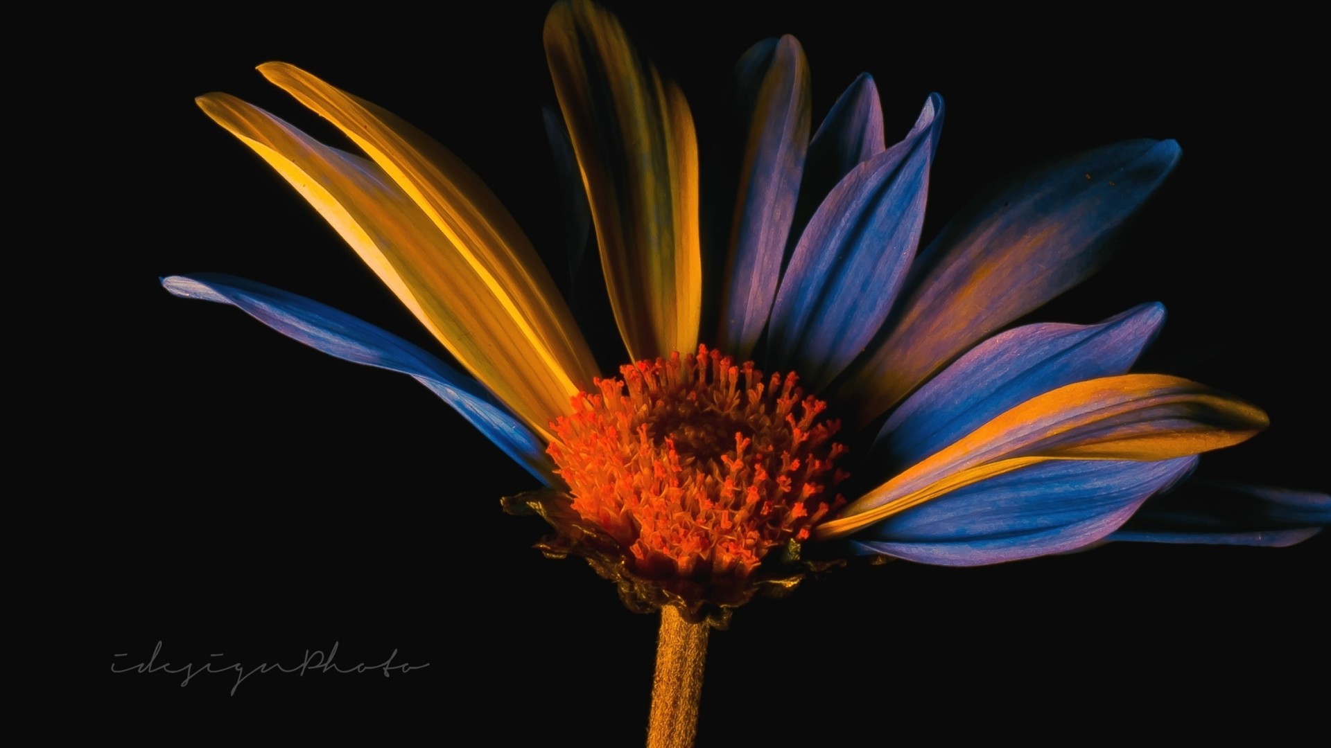 farbe orange blau blume