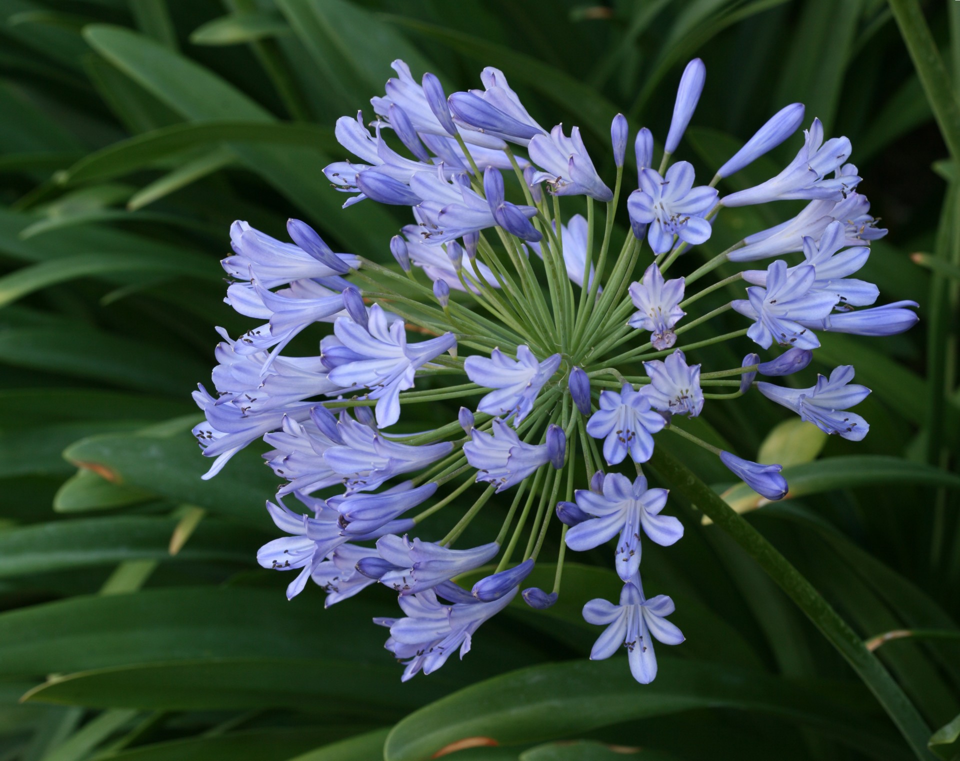 regenschirm blumen. blumen agapandus