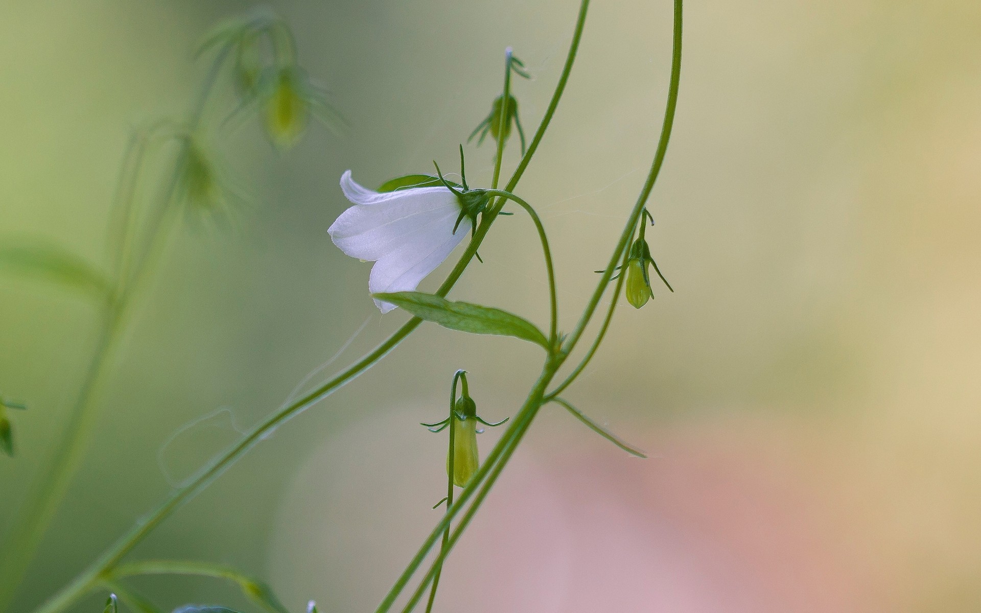 feld blume glocke