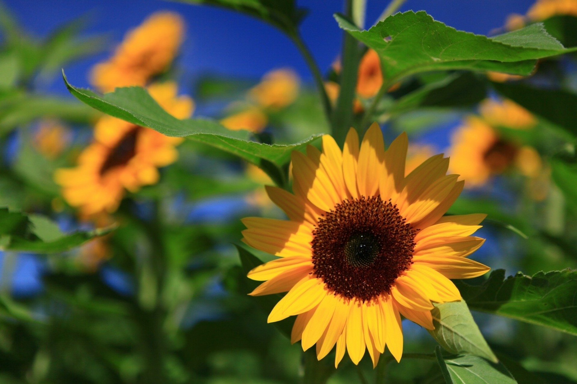 feuille pastèque tournesol