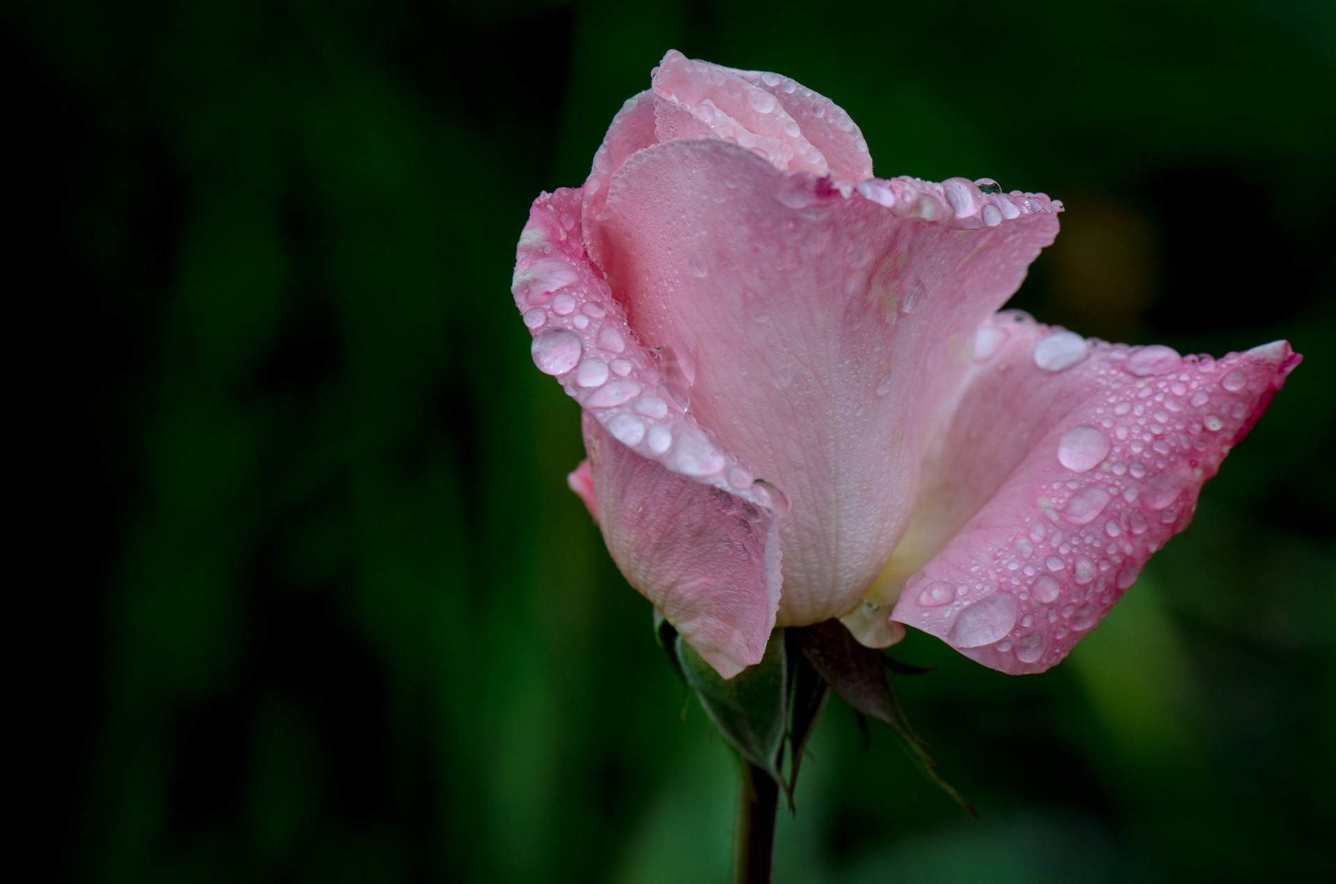 rosa flor cae rosa