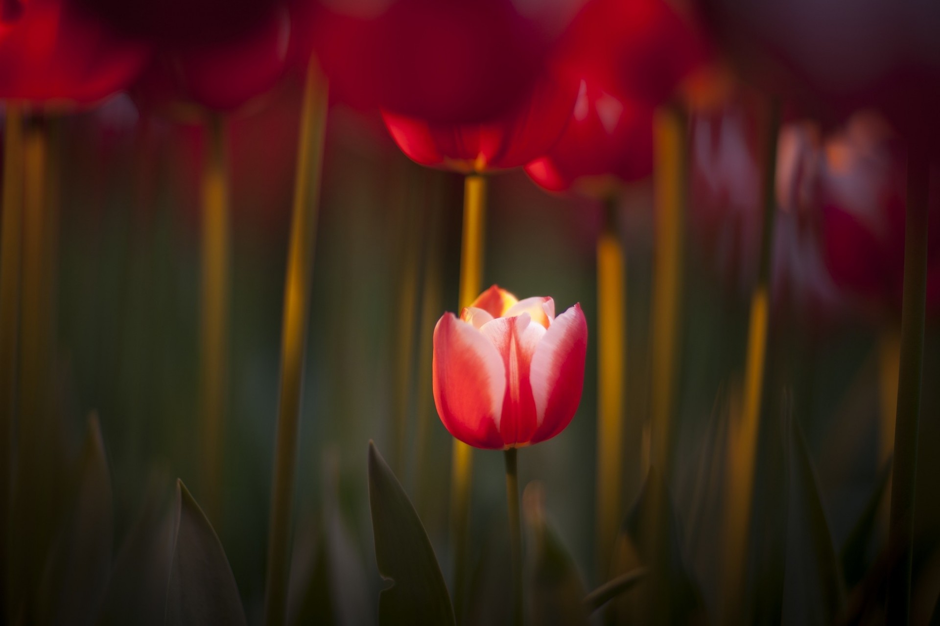 natur rot fokus frühling tulpen