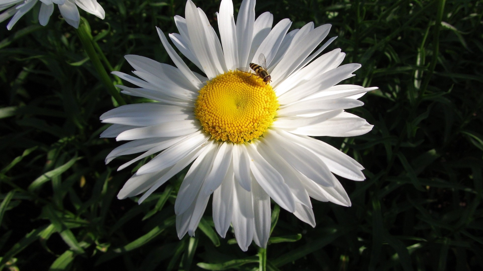 fleur camomille